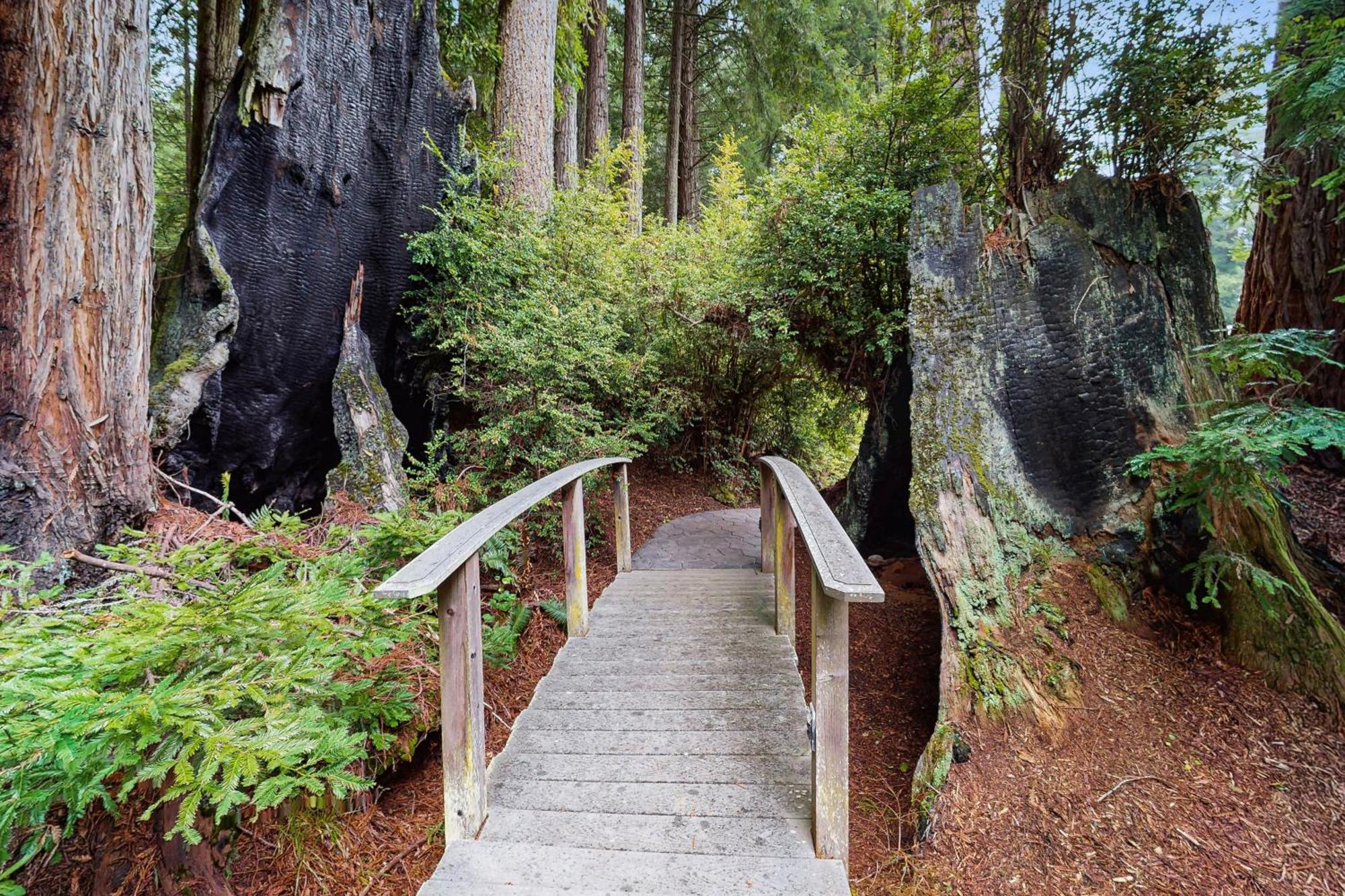 Serene Redwood Retreat アーケータ エクステリア 写真