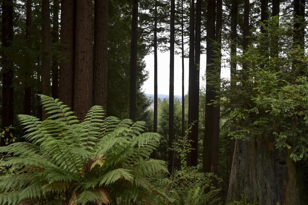 ホテル Serene Redwood Retreat アーケータ エクステリア 写真